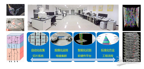 細胞能量工廠——線粒體如何解碼神經元活動模態(tài)及其在網(wǎng)絡技術開發(fā)中的應用